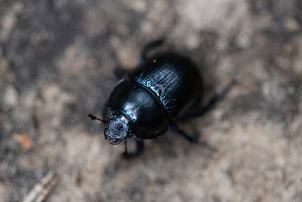 Beetle