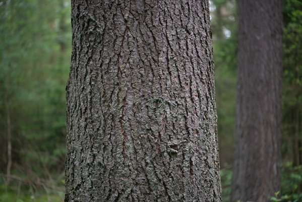 Trunk