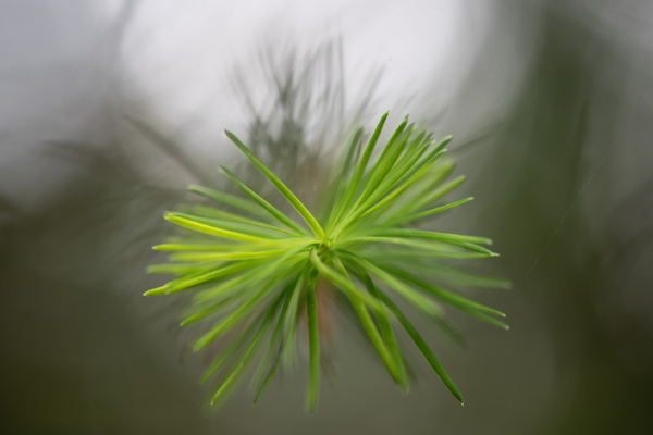 Fresh spruce