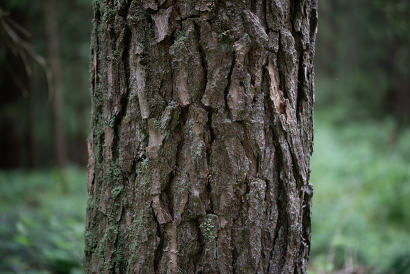 Trunk