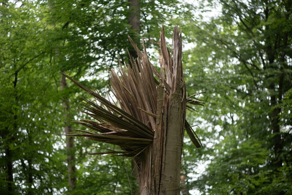 Broken tree trunk