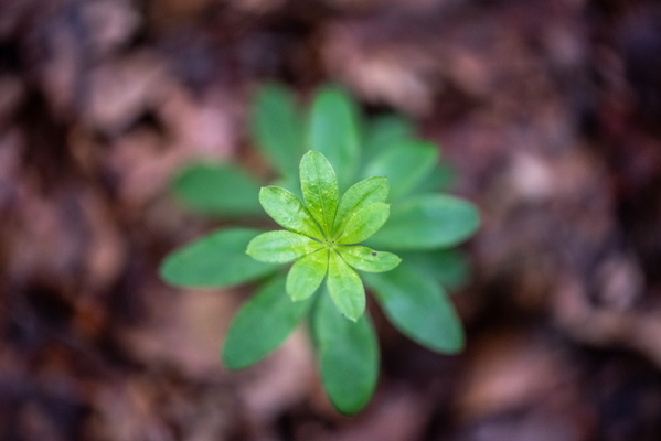 Forest plant