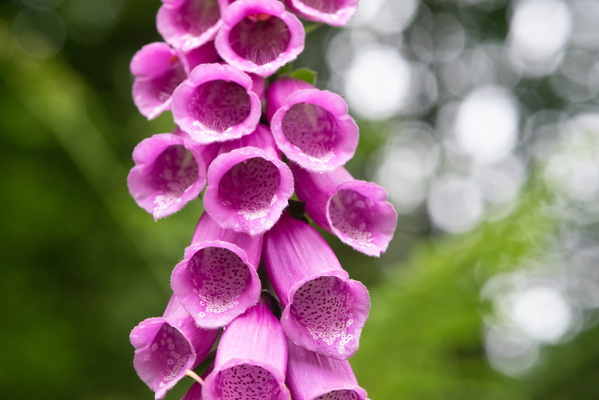 Digitalis flower