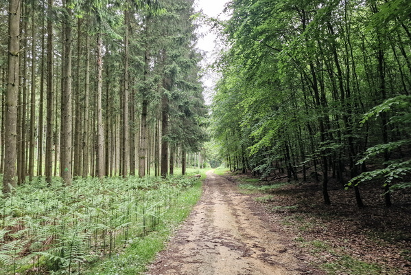 Grünewald