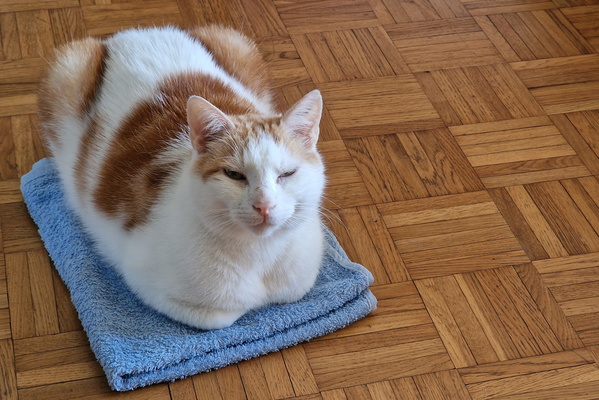 Timmy on a towel
