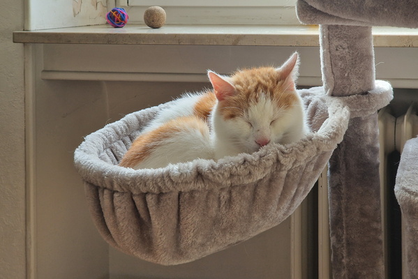 Timmy sleeping on the cat tree