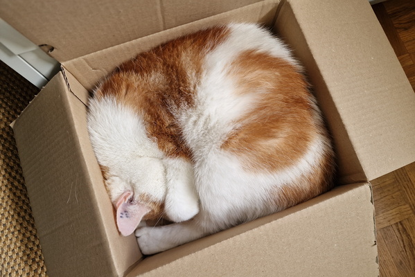 Timmy in a box