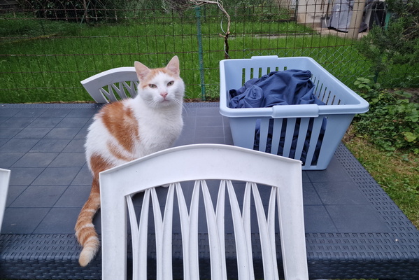 Timmy and the laundry