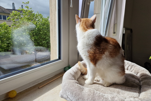 Timmy asking to open the window