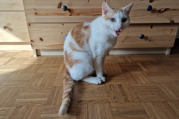 Meowing Timmy