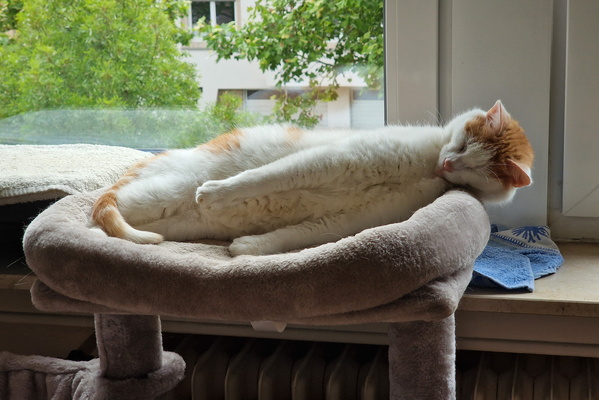 Stretching Timmy