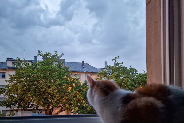Timmy watching the storm
