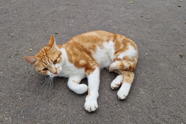 Cat of Bertrange