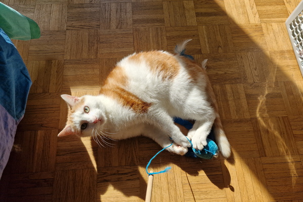 Playing Timmy