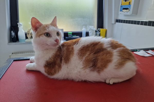Timmy at the vet
