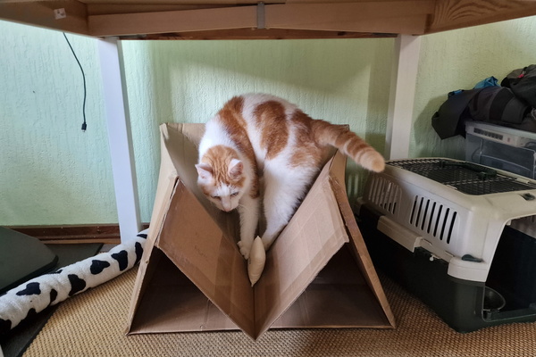 Timmy on a box