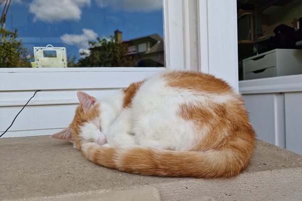 Timmy outside the window