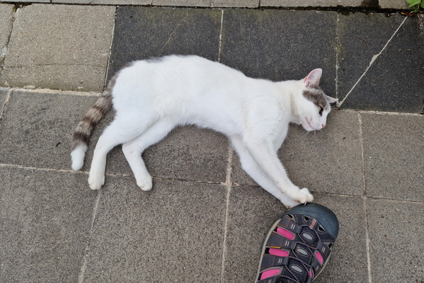 Cat in the neighbourhood