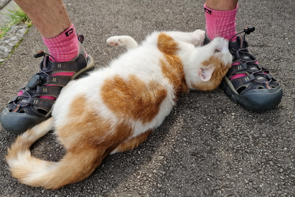 Found missing Timmy!