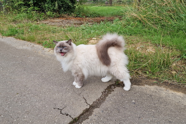 Cat near Luerenzscheierhaff