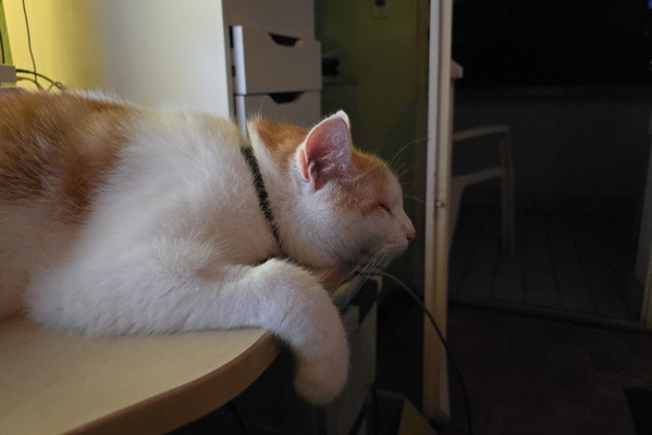 Timmy feeling the breeze