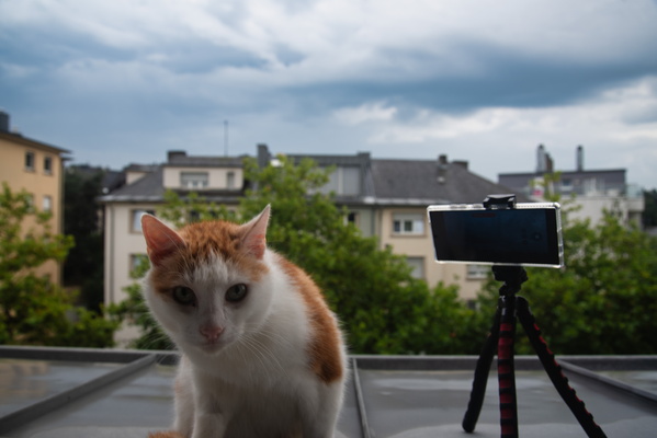 Timmy and the storm