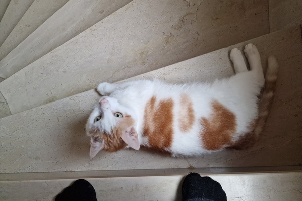 Timmy in the stairs