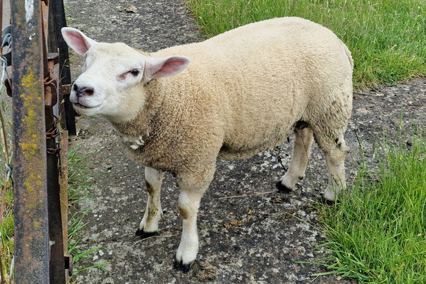 Hello Sheep!