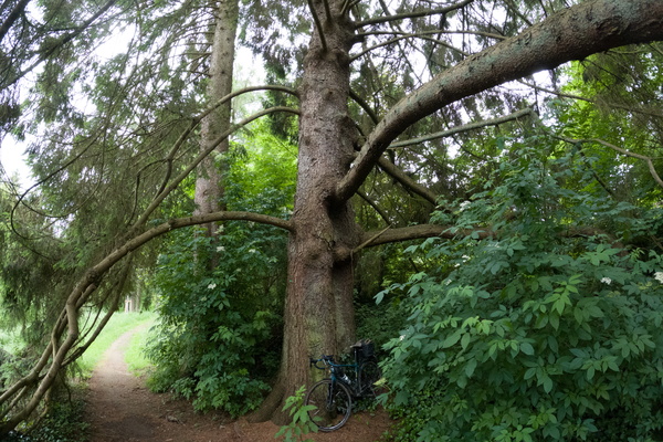 Large tree in Hollenfens