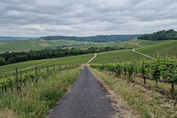 Moselle vineyards