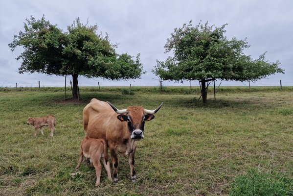 Cows