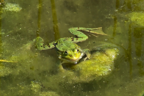 Frog