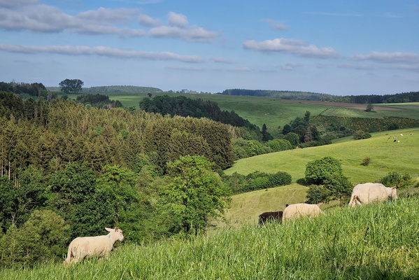 Sheep