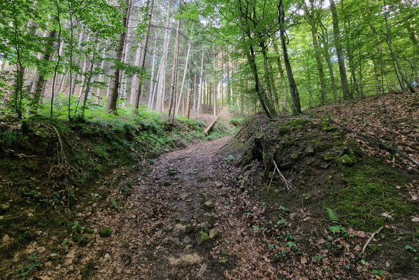 Forest track