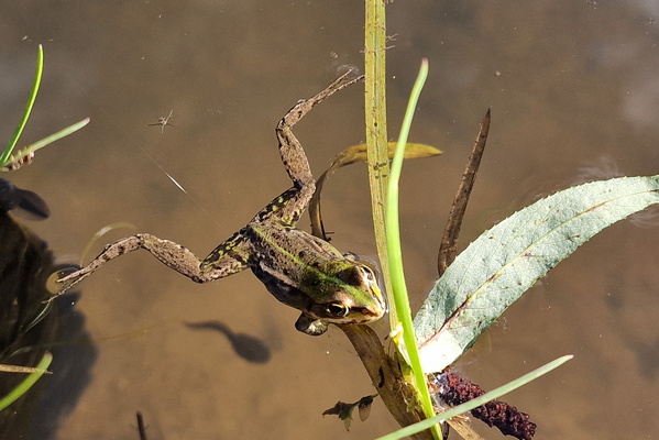 Frog