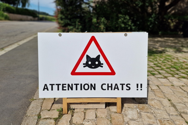 Attention chats!