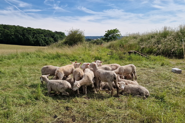 Sheep