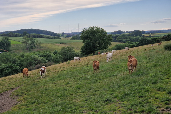 Cows