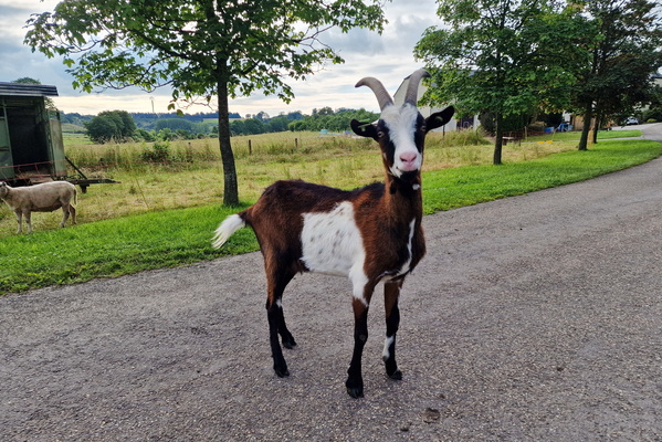 Goat on the way