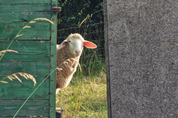 Sheep