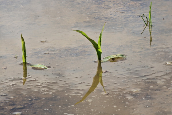 Flooded corn