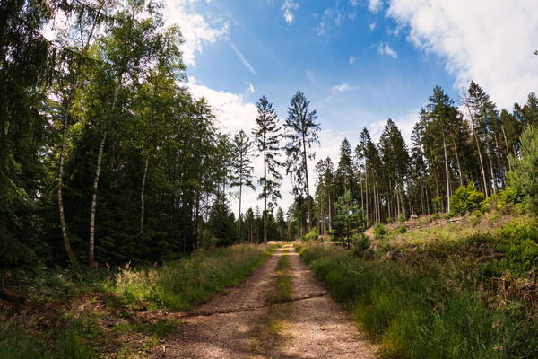 Forest track near Wahl