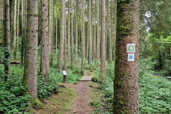 Forest trail