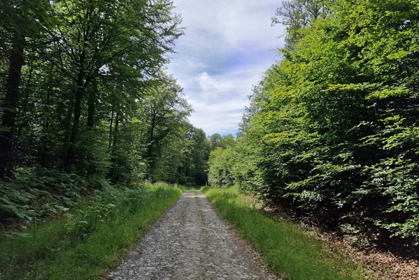Track near Herbeumont