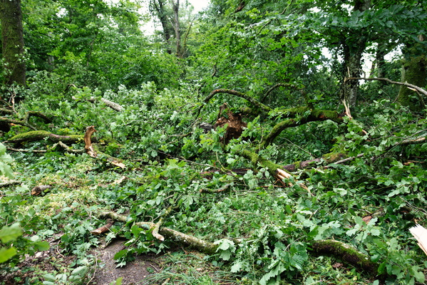 Ënneschte Bësch after the storm