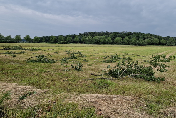 Branches spread across the field