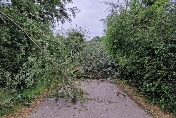 Fallen trees