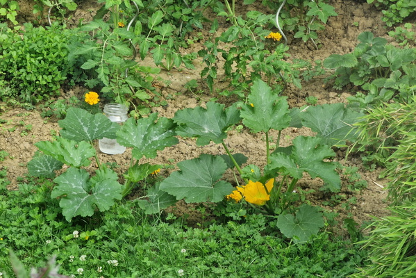 Courgettes