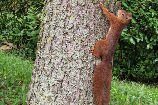 Cute squirrel on a tree