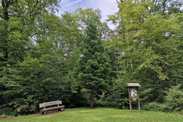 Sequoia tree near Hassel